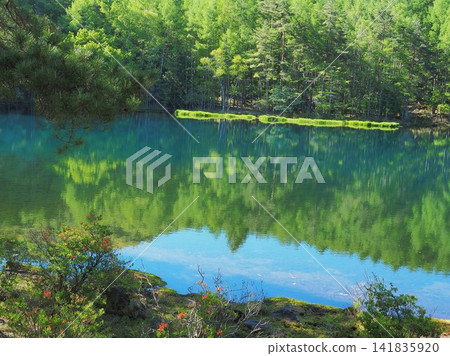 Nagano Prefecture, Mishaka Pond during the fresh green season, May Nagano Prefecture, Mishaka Pond during the fresh green season, May 141835920