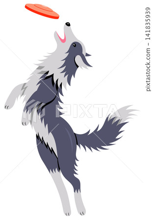 An illustration of a Border Collie dog pouncing on a frisbee. An illustration of a Border Collie dog pouncing on a frisbee. 141835939