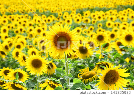 Sunflower, sunflower, sunflower 141835983