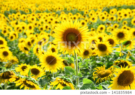 Sunflower, sunflower, sunflower Sunflower, sunflower, sunflower 141835984