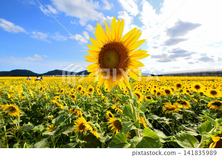 Sunflower, sunflower, sunflower Sunflower, sunflower, sunflower 141835989
