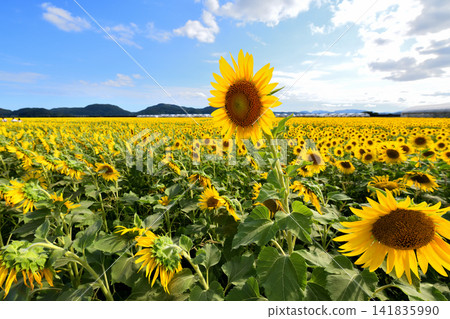 Sunflower, sunflower, sunflower Sunflower, sunflower, sunflower 141835990