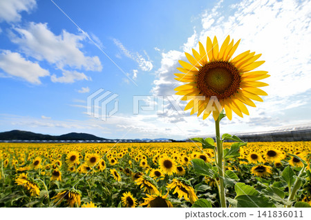 Sunflower, sunflower, sunflower Sunflower, sunflower, sunflower 141836011
