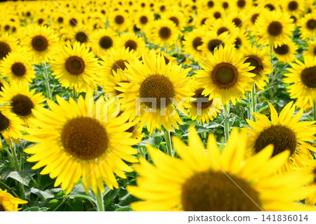 Sunflower, sunflower, sunflower Sunflower, sunflower, sunflower 141836014
