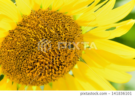 蜜蜂聚集在向日葵上 蜜蜂聚集在向日葵上 141836101