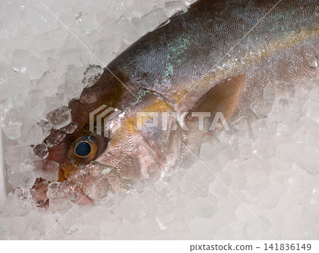 市場上擺滿了新鮮的琥珀魚。 141836149
