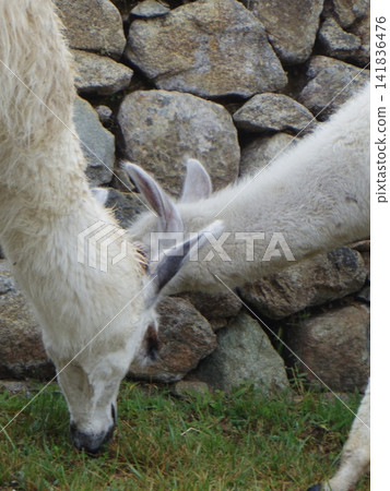 Machu Picchu, a World Heritage Site: Inca stone walls and llamas grazing on the grass Machu Picchu, a World Heritage Site: Inca stone walls and llamas grazing on the grass 141836476
