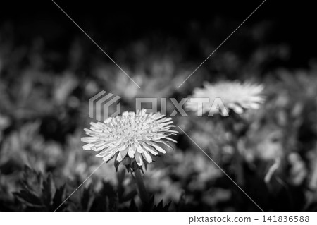 Dandelion Flower ~Monochrome~ Dandelion Flower ~Monochrome~ 141836588