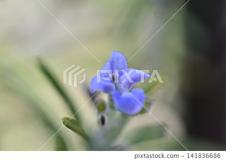 迷迭香花在柔和的光線下嬌嫩地綻放 迷迭香花在柔和的光線下嬌嫩地綻放 141836686