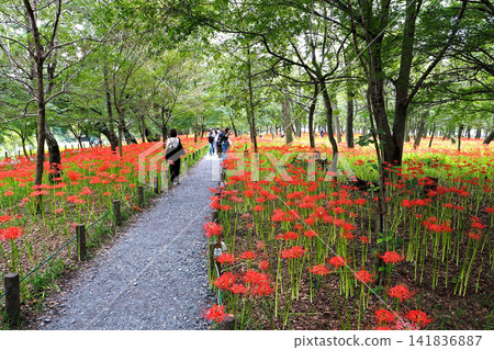 Kinchakuda Manjushage Park: A field of blooming spider lilies (Lycoris radiata) (Hidaka City, Saitama Prefecture) Kinchakuda Manjushage Park: A field of blooming spider lilies (Lycoris radiata) (Hidaka City, Saitama Prefecture) 141836887