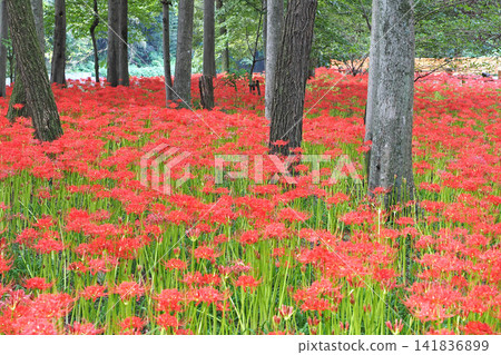 Kinchakuda Manjushage Park: A field of blooming spider lilies (Lycoris radiata) (Hidaka City, Saitama Prefecture) Kinchakuda Manjushage Park: A field of blooming spider lilies (Lycoris radiata) (Hidaka City, Saitama Prefecture) 141836899