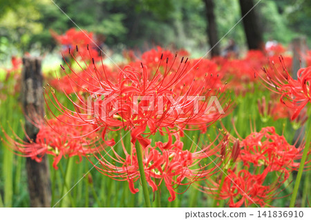 Kinchakuda Manjushage Park: A field of blooming spider lilies (Lycoris radiata) (Hidaka City, Saitama Prefecture) Kinchakuda Manjushage Park: A field of blooming spider lilies (Lycoris radiata) (Hidaka City, Saitama Prefecture) 141836910