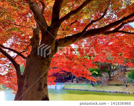 日本楓樹鮮豔的秋葉倒映在橄欖綠的池塘水面上。 （東公園/愛知縣岡崎市） 141836960