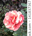 盛開的玫瑰，花瓣呈現漸層的粉紅色。 141837367