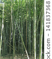 三浦的夏日景色，竹林環繞 141837368