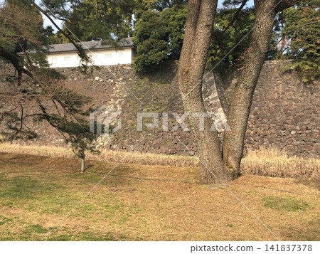 江戶城遺址、石牆與參天大樹 江戶城遺址、石牆與參天大樹 141837378