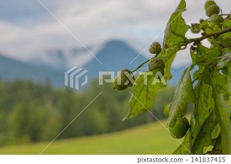 Closeup oak branch with green acorns against blurred mountain landscape background Closeup oak branch with green acorns against blurred mountain landscape background 141837415