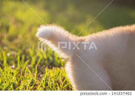 Extreme close up of fluffy puppy tail with warm golden hour backlighting on green grass. Extreme close up of fluffy puppy tail with warm golden hour backlighting on green grass. 141837462