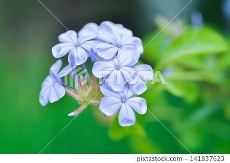 cape leadwort, PLUMBAGINACEAE or Plumbago auriculata Lam or blue flower cape leadwort, PLUMBAGINACEAE or Plumbago auriculata Lam or blue flower 141837623