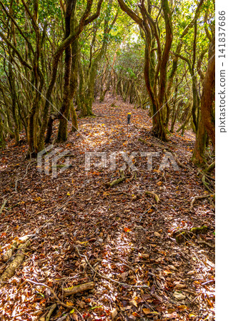 這是從白岳到桐賀山之間的健行路線拍攝的日本仙女座秋季隧道景色,陽光透過樹梢灑下斑駁的光影。 *照片拍攝地點已在作品說明中註明。 這是從白岳到桐賀山之間的健行路線拍攝的日本仙女座秋季隧道景色,陽光透過樹梢灑下斑駁的光影。 *照片拍攝地點已在作品說明中註明。 141837686