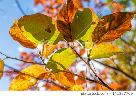 Vibrant autumn leaves and a clear blue autumn sky encountered on the hiking trail of Shiragadake Mountain. *Location of photo is indicated in the comments section. Vibrant autumn leaves and a clear blue autumn sky encountered on the hiking trail of Shiragadake Mountain. *Location of photo is indicated in the comments section. 141837709