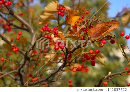 Autumn viburnum bush with bright red berries Autumn viburnum bush with bright red berries 141837722