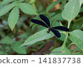 Male of hagorotorbo 141837738