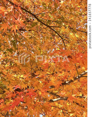 Momiji who changed leaves Momiji who changed leaves 141837778