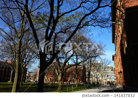 Harvard University campus and historic neighborhood in Cambridge, Boston Harvard University campus and historic neighborhood in Cambridge, Boston 141837832