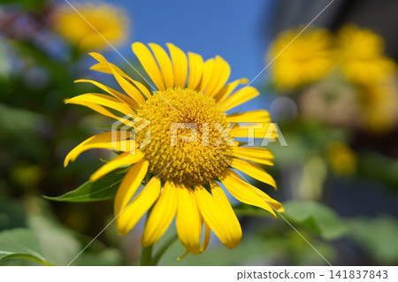 向日葵花 向日葵花 141837843