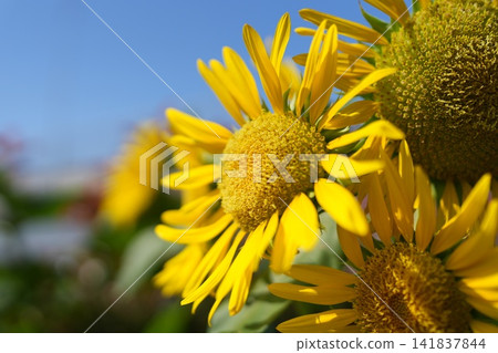 開花往太陽的向日葵 開花往太陽的向日葵 141837844
