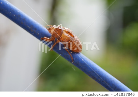 蟬殼 蟬殼 141837846