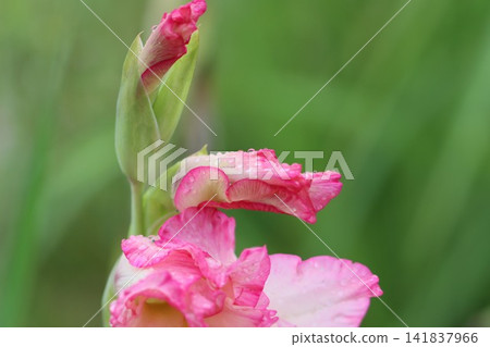 雨水打濕的劍蘭花 雨水打濕的劍蘭花 141837966
