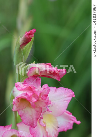 Gladiolus flowers wet with rain Gladiolus flowers wet with rain 141837967