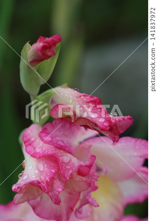 雨水打濕的劍蘭花 雨水打濕的劍蘭花 141837972
