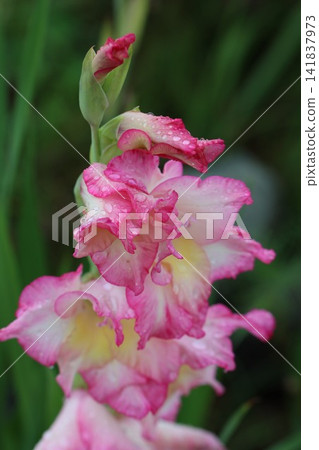 Gladiolus flowers wet with rain Gladiolus flowers wet with rain 141837973