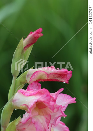 雨水打濕的劍蘭花 雨水打濕的劍蘭花 141837974