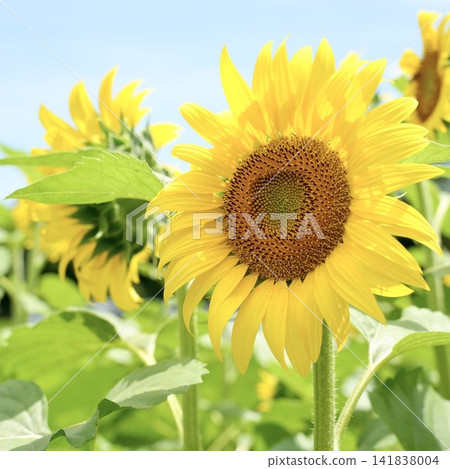 Shining sunflowers blooming in a sunflower field Shining sunflowers blooming in a sunflower field 141838004