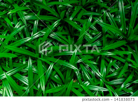 Fresh green pandan leaves natural texture background. Aromatic culinary herb pattern for organic food, botanical design, wellness and nature themed. Organic lifestyle, landscaping and eco design. 141838073