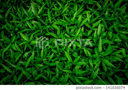 Green leaves forming lush natural texture background. Botanical pattern ideal for eco branding, landscape design, environmental. Landscaping, sustainability, wellness branding and organic design. 141838074