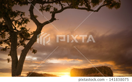 Golden sunset behind lone tree with dramatic clouds over a rural hay field. Warm evening light, changing weather and beauty of nature at dusk. Rural landscape for travel, agriculture and nature theme. Golden sunset behind lone tree with dramatic clouds over a rural hay field. Warm evening light, changing weather and beauty of nature at dusk. Rural landscape for travel, agriculture and nature theme. 141838075