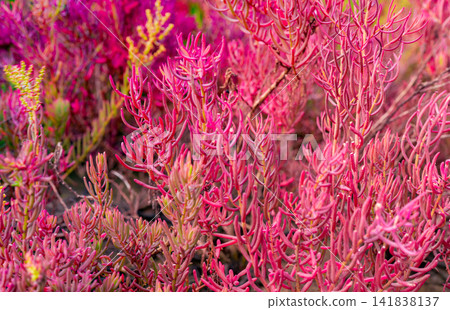 Red seablite (Sueda maritima) growing in acidic coastal soil within a tropical mangrove ecosystem. Blue carbon habitats, natural carbon sequestration, climate resilience and wetland conservation. Red seablite (Sueda maritima) growing in acidic coastal soil within a tropical mangrove ecosystem. Blue carbon habitats, natural carbon sequestration, climate resilience and wetland conservation. 141838137