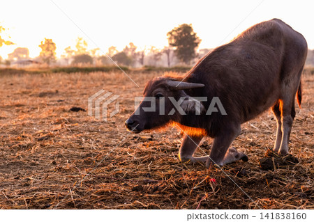 Swamp buffalo at a harvested rice field in Thailand. Young buffalo knee down on ground at farm in the morning with sunlight. Domestic water buffalo in Southeast Asia. Domestic animal in countryside. Swamp buffalo at a harvested rice field in Thailand. Young buffalo knee down on ground at farm in the morning with sunlight. Domestic water buffalo in Southeast Asia. Domestic animal in countryside. 141838160