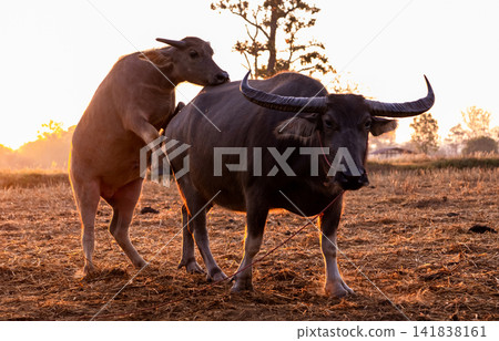 Swamp buffalo at a harvested rice field in Thailand. Buffalos at rice farm in the morning with sunlight. Domestic water buffalo in Southeast Asia. Domestic animal in countryside. Animal breeding. 141838161