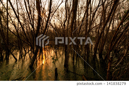 Sunlight reflecting across mangrove swamp surrounded by dense tropical trees. Wetland ecosystems, biodiversity, climate resilience, environmental conservation, scenic travel, and natural habitats. Sunlight reflecting across mangrove swamp surrounded by dense tropical trees. Wetland ecosystems, biodiversity, climate resilience, environmental conservation, scenic travel, and natural habitats. 141838279