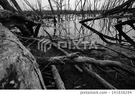 Dead tree in flooded forest. Environmental crisis from climate change. Dark background for death, sad, and hopless. Disaster from deforestation. Tree dead from climate change problem. Sad nature. Dead tree in flooded forest. Environmental crisis from climate change. Dark background for death, sad, and hopless. Disaster from deforestation. Tree dead from climate change problem. Sad nature. 141838284