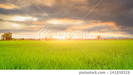 Rice plantation. Green rice paddy field. Organic rice farm in Asia. Rice growing agriculture. Green paddy field. Paddy-sown ricefield cultivation. Landscape of agricultural farm and cloudy sky. Rice plantation. Green rice paddy field. Organic rice farm in Asia. Rice growing agriculture. Green paddy field. Paddy-sown ricefield cultivation. Landscape of agricultural farm and cloudy sky. 141838328
