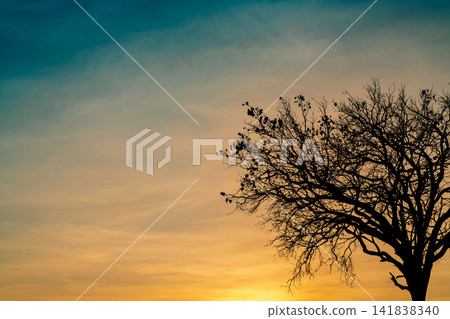 Silhouette of a leafless tree against a golden sunset sky with large copy space, creating a peaceful nature background for hope, spirituality, meditation and inspirational design concepts. Silhouette of a leafless tree against a golden sunset sky with large copy space, creating a peaceful nature background for hope, spirituality, meditation and inspirational design concepts. 141838340