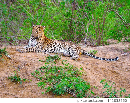 Leopards in Yala National Park Leopards in Yala National Park 141838360