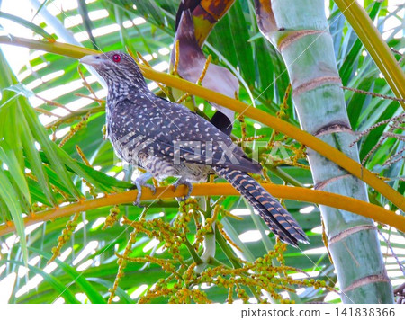 Female Asian Koel Female Asian Koel 141838366
